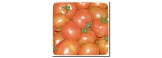 תביעת שיבוב בגין נזקי ריסוס לעגבניות